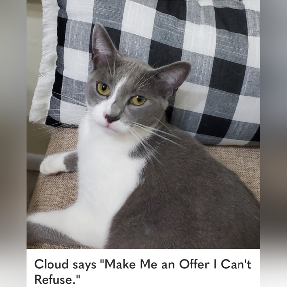 Jones Studio Separates Navy Blue and Gold Blazer, Size 16 - Picture 11 of 11